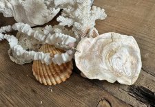 Handgjort sommarhalsband med vita snäckbitar, runda rosa opalpärlor och gnistrande Charlotte-slipade tjeckiska glaspärlor. Mittp